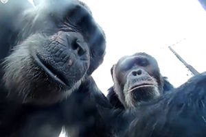 شامپانزه با شعور دسته سلفی را به صاحبش بازگرداند! + فیلم