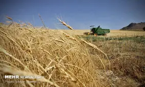 قانون خریدتضمینی بایداصلاح شود/ خوداتکایی۸۰درصدی گندم؛خط قرمزِکشور