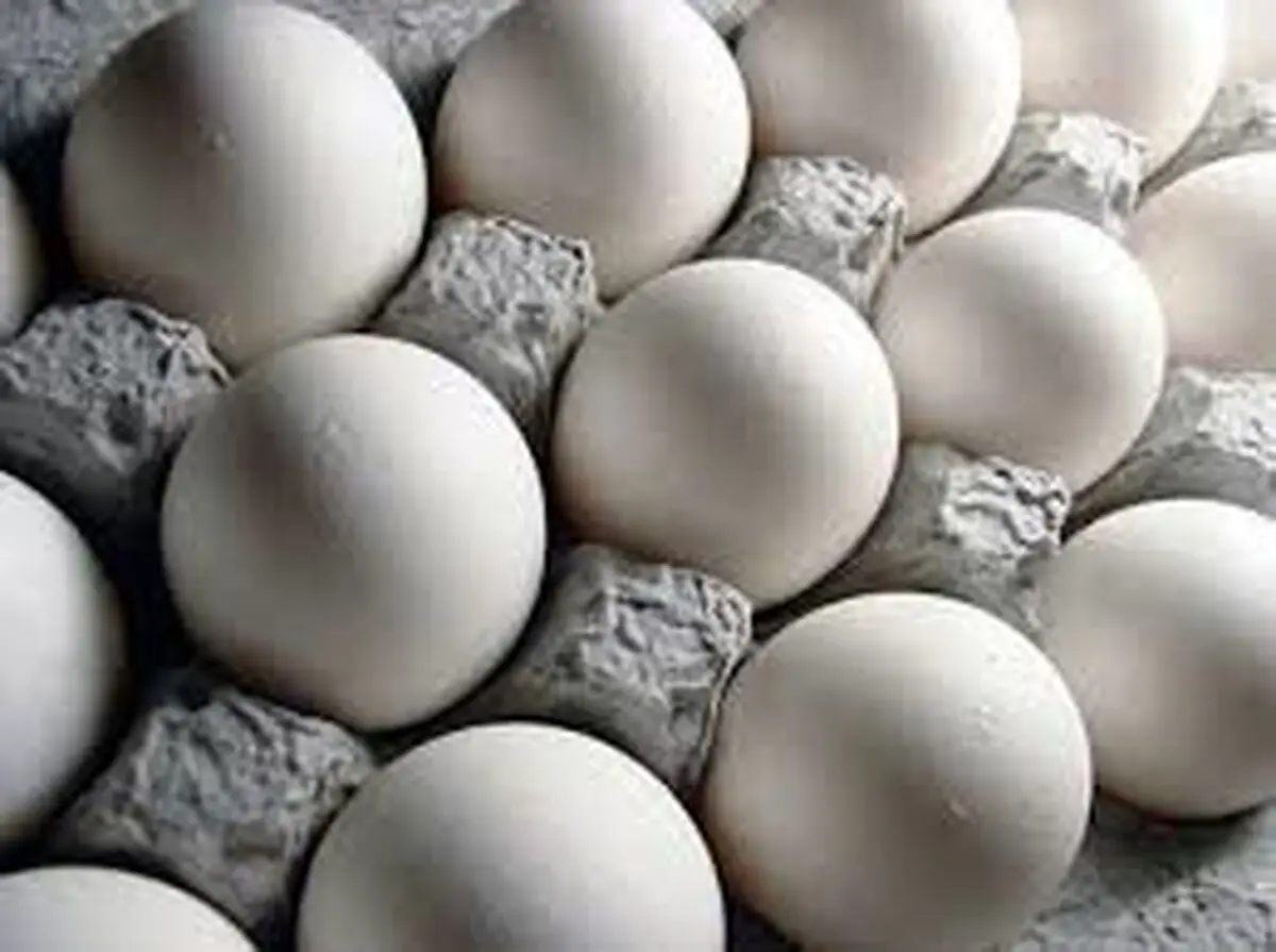 سیر صعودی تخم مرغ در بازار/ قیمت هر شانه تخم مرغ به 24 هزار تومان رسید
