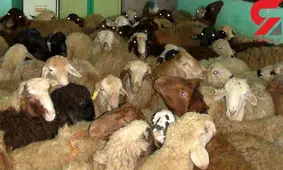 این دزد با مینی بوس به صحنه سرقت می رفت!