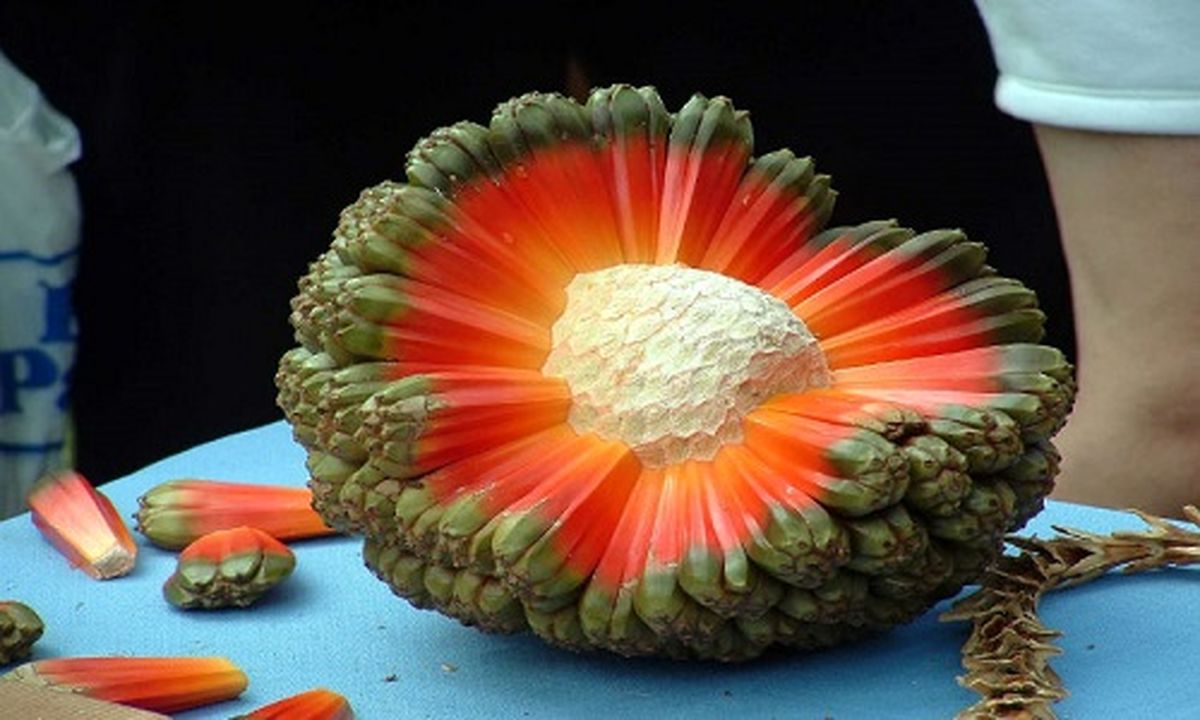 معرفی 20 میوه عجیب و کمیاب دنیا+عکس