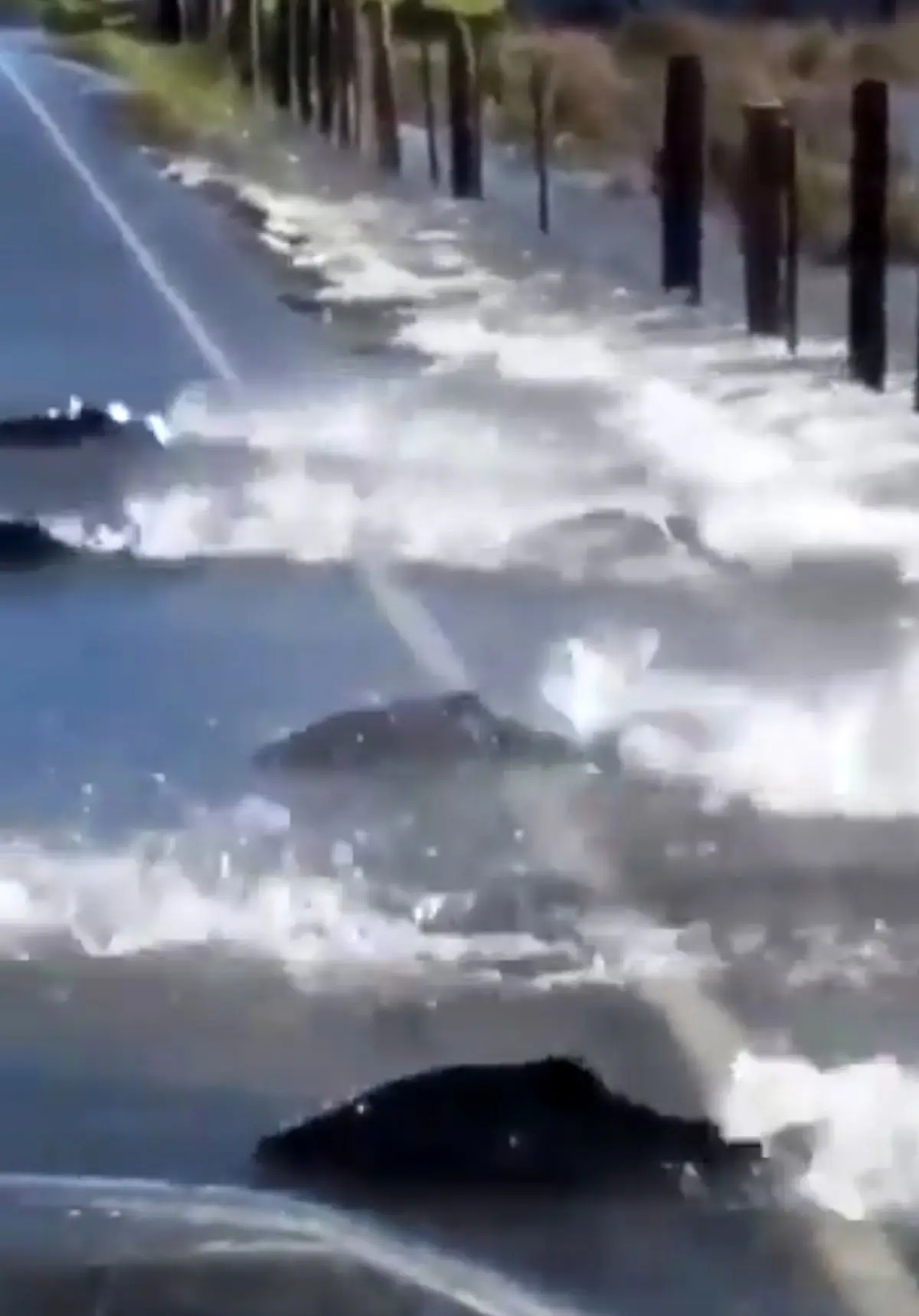 رد شدن ماهی سالمون از جاده در واشنگتن