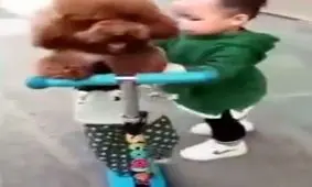 هم بازی فقط سگ