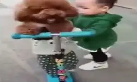 هم بازی فقط سگ