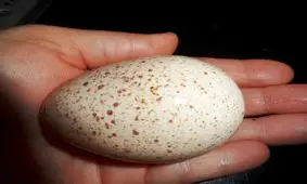 تخم بوقلمون، مانع پیری