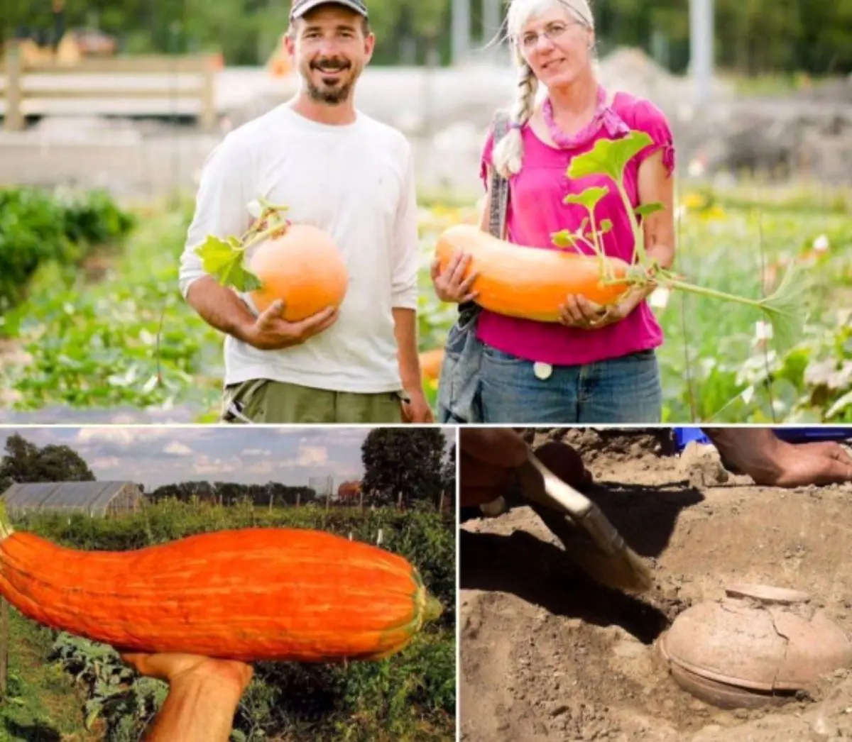 کدوی مسما بعد از ۸ قرن