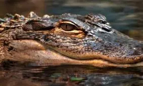 سقوط وحشتناک مرد جوان داخل استخر تمساح ها! + فیلم 14+