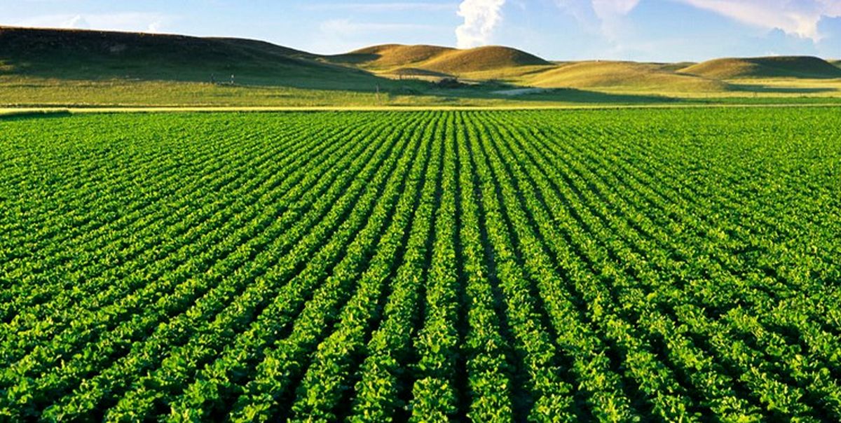 افزایش قابل توجه مصرف کودهای کشاورزی در سال جاری