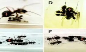 عنکبوتی که به نوزاد خود شیر می دهد