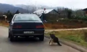 حکم متهم سگ آزاری شفتی صادر شد