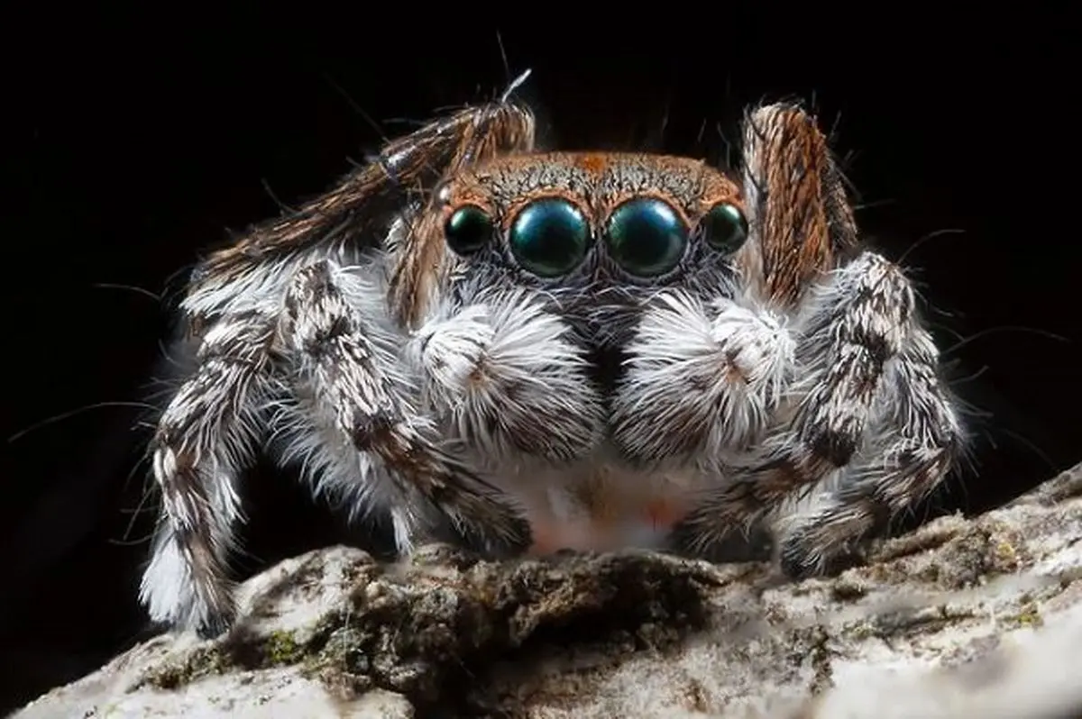 شناسایی عنکبوتی که به نوزادش شیر می دهد