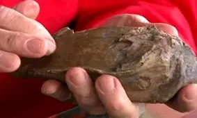 کشف دندان ماموت ماقبل تاریخ توسط یک سگ