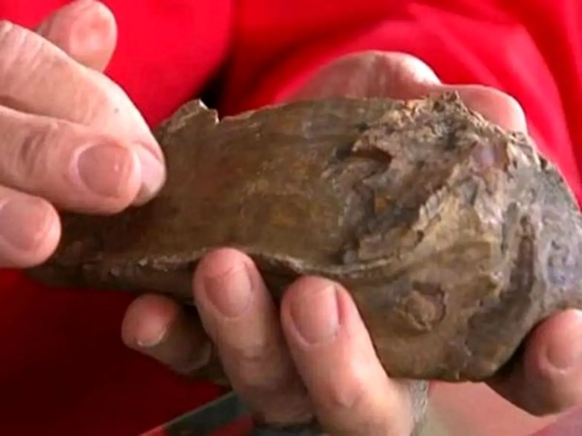 کشف دندان ماموت ماقبل تاریخ توسط یک سگ