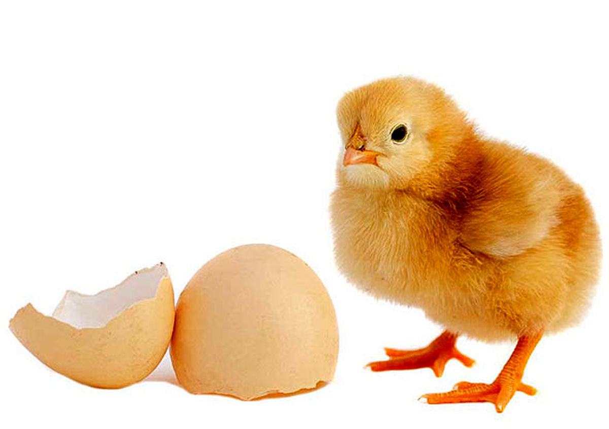 جوجه یکروزه تخمگذار با چه قیمتی در بازار به فروش می‌رسد؟