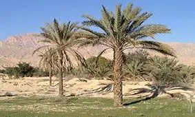 حادثه ای هولناک به خاطر بی احتیاطی در قطع کردن درخت+ فیلم وحشتناک