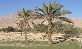 حادثه ای هولناک به خاطر بی احتیاطی در قطع کردن درخت+ فیلم وحشتناک
