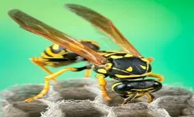 زنبور عسل چند چشم دارد؟