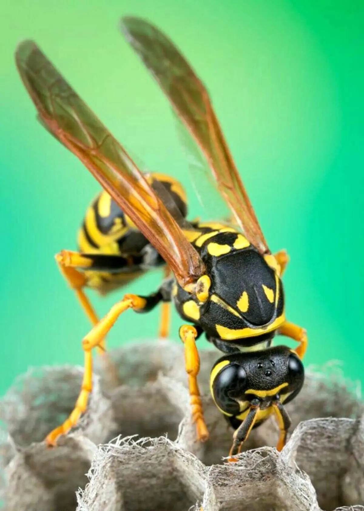 زنبور عسل چند چشم دارد؟