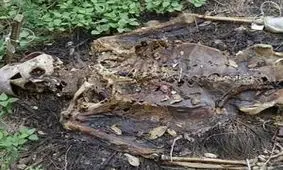 عجیب ترین جنازه ها +عکس