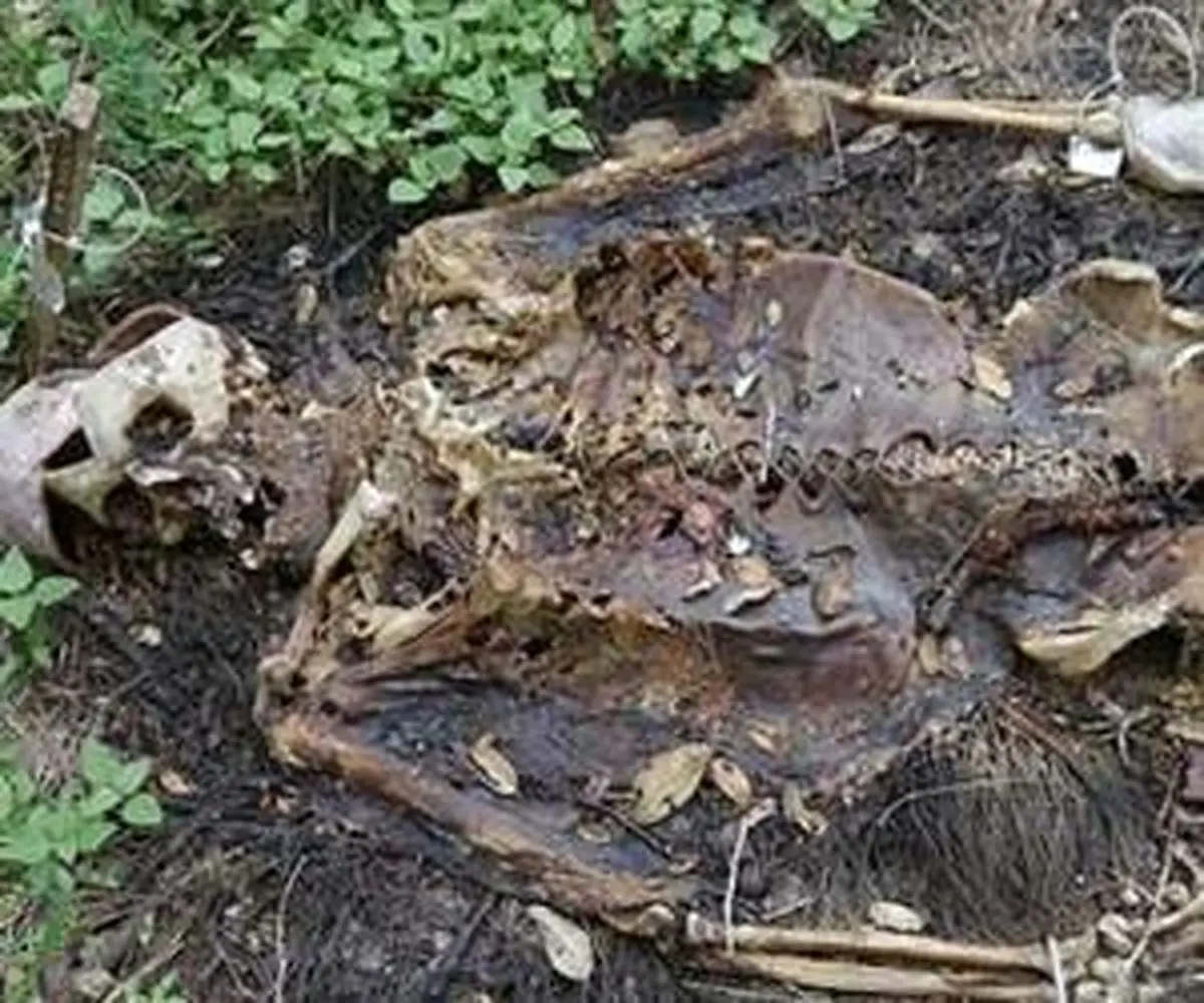 عجیب ترین جنازه ها +عکس