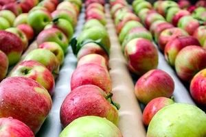 قیمت و صادرات سیب با هم افزایش یافت!