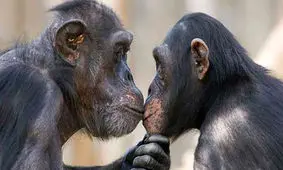 ﻿آیا حیوانات هم پریود می شوند؟!