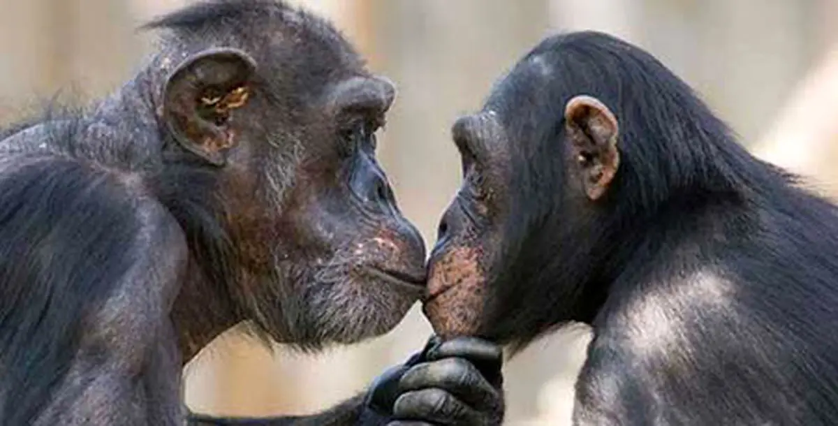 ﻿آیا حیوانات هم پریود می شوند؟!