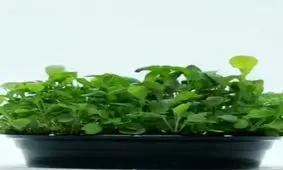 یک روش جذاب برای کاشت سبزیجات در خانه