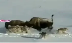 لحظاتی تامل برانگیز از حیات وحش !!