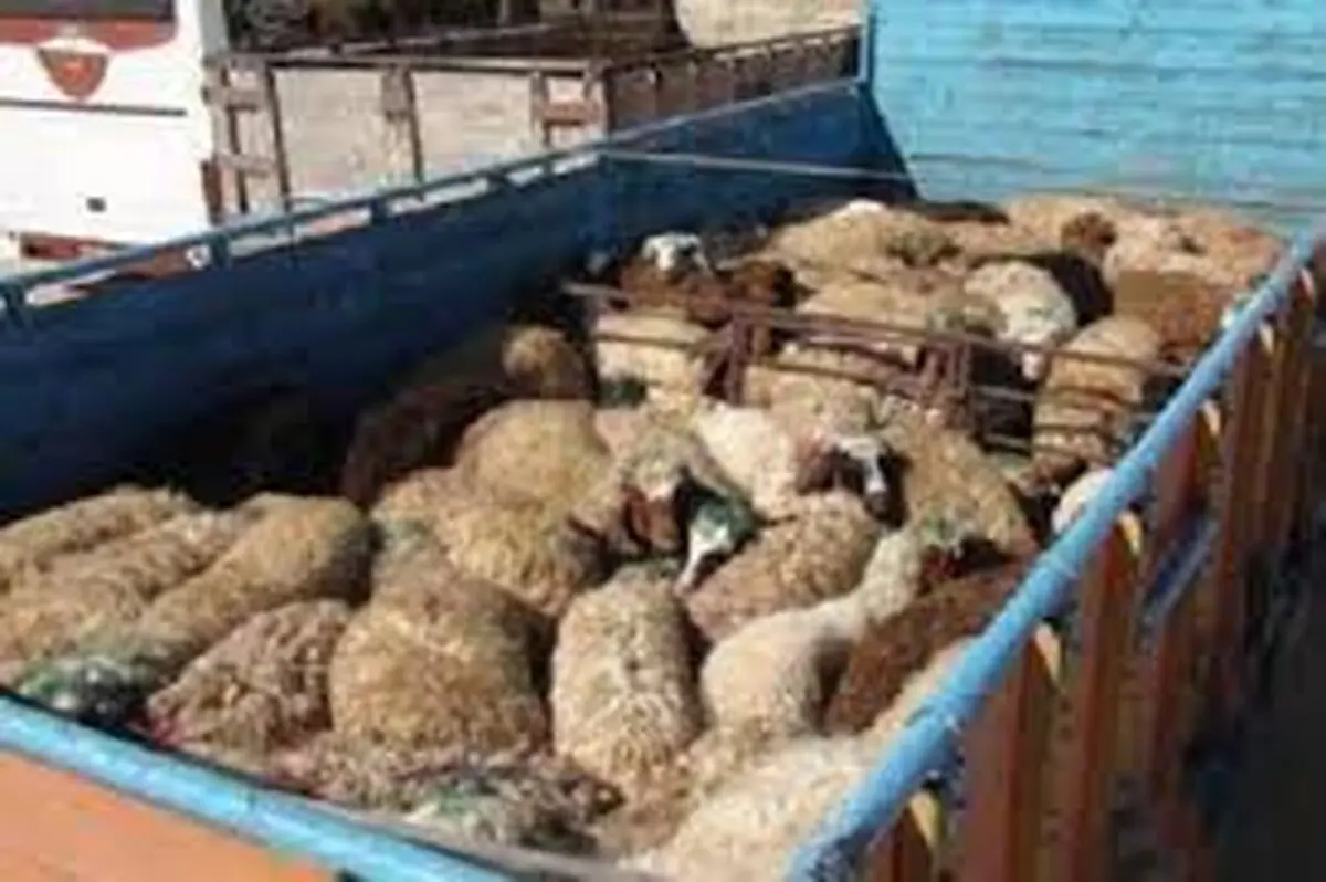 کشف ۲۰ راس دام قاچاق در تربت جام