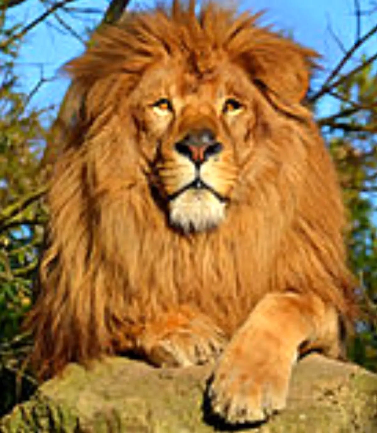 سرنوشت شیر نری که در میان بیست کفتار گرفتار شده بود