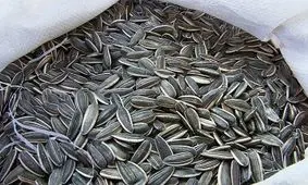 محموله میلیاردی تخمه آفتاب گردان توقیف شد