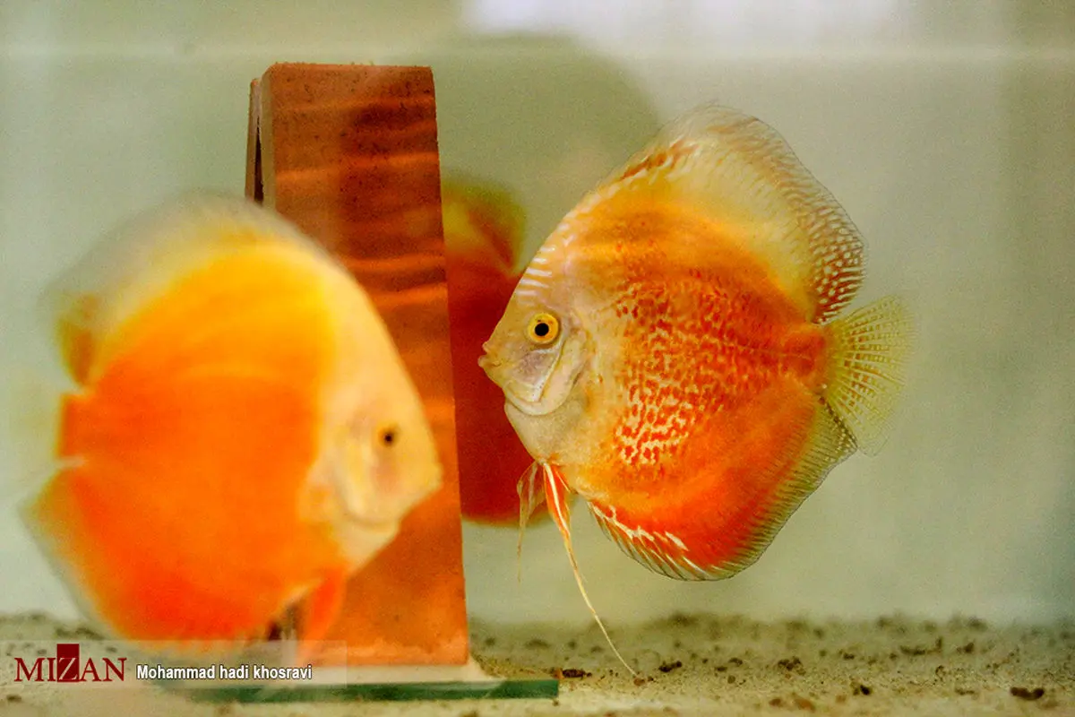 به زیبایی ماهی به سودآوری نفت+تصاویر