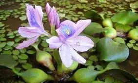 خرید و فروش این گل زیبا در ایران ممنوع است