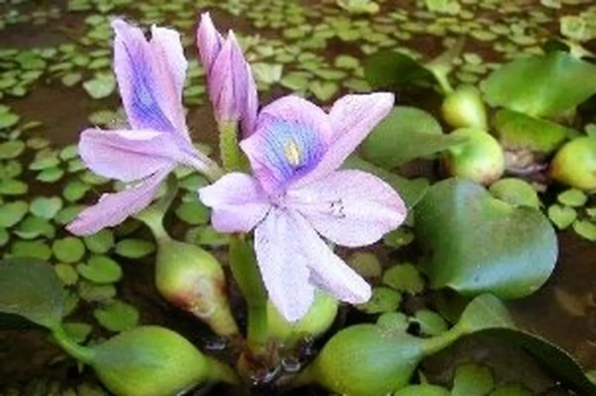 خرید و فروش این گل زیبا در ایران ممنوع است