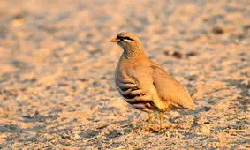 کشف پرندگان شکاری غیر مجاز در شیراز