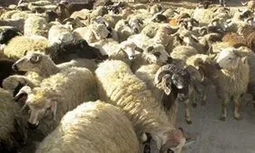 توقیف ۴۷۰ راس دام غیر مجاز در سیرجان