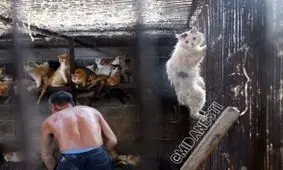 کشورهای آسیایی به خصوص چین سالانه 4 میلیون گربه را میخورند !