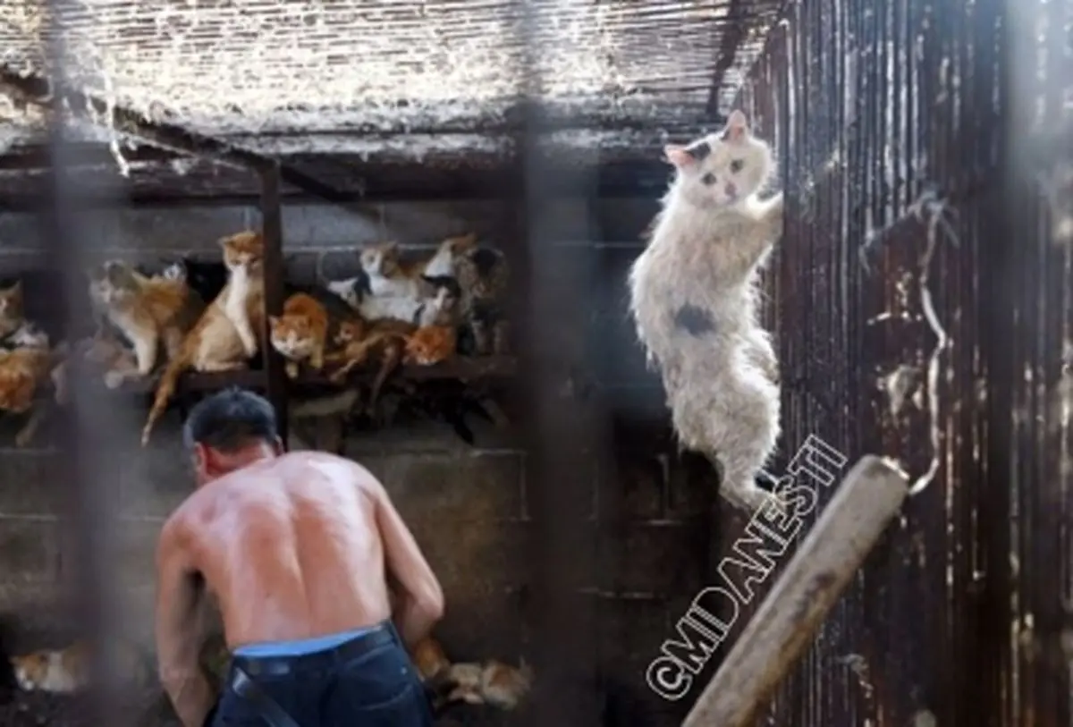 کشورهای آسیایی به خصوص چین سالانه 4 میلیون گربه را میخورند !