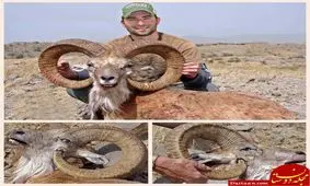 مرگ عجیب قوچ وحشى به دلیل رشد نادرست شاخهایش!