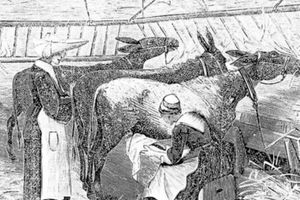 مصار۴ شیر الاغ در طول تاریخ