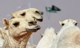 حذف 12 شرکت کننده از مسابقات زیباترین شتر به خاطر بوتاکس لب !+تصاویر
