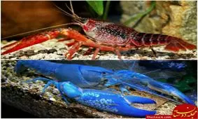 تنها موجودی که با پیرشدن قوی تر می شود! +عکس