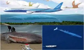 بزرگترین موجودی که بر روی زمین زندگی می کند! +عکس