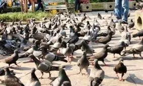 زندان، مجازات غذا دادن به کبوترها در تایلند!