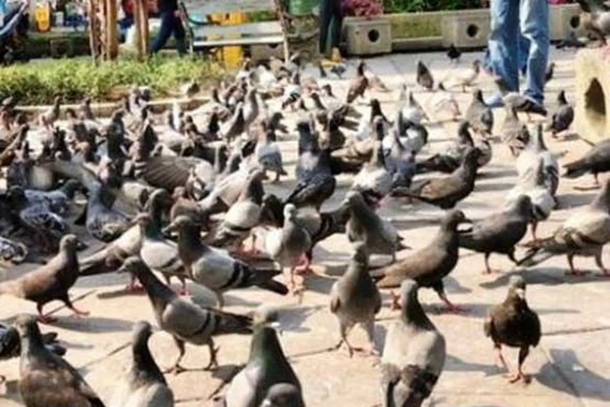 زندان، مجازات غذا دادن به کبوترها در تایلند!