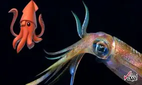 ایموجی اپل حاشیه ساز شد / اعتراض کاربران به طراحی اختاپوس