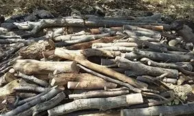 توقیف محموله چوب بلوط در نجف آباد