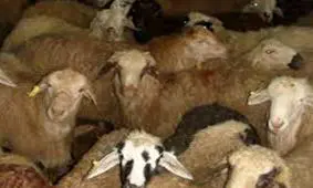 توقیف دام قاچاق ۲ میلیارد ریالی در بجنورد