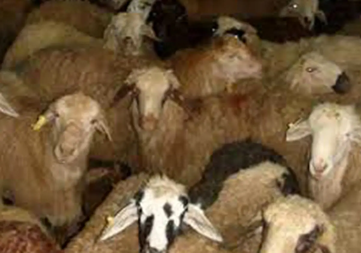 توقیف دام قاچاق ۲ میلیارد ریالی در بجنورد